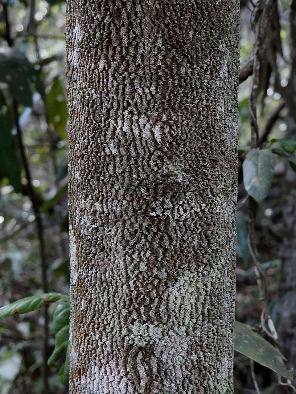 Maprounea guianensis Aubl.的圖片