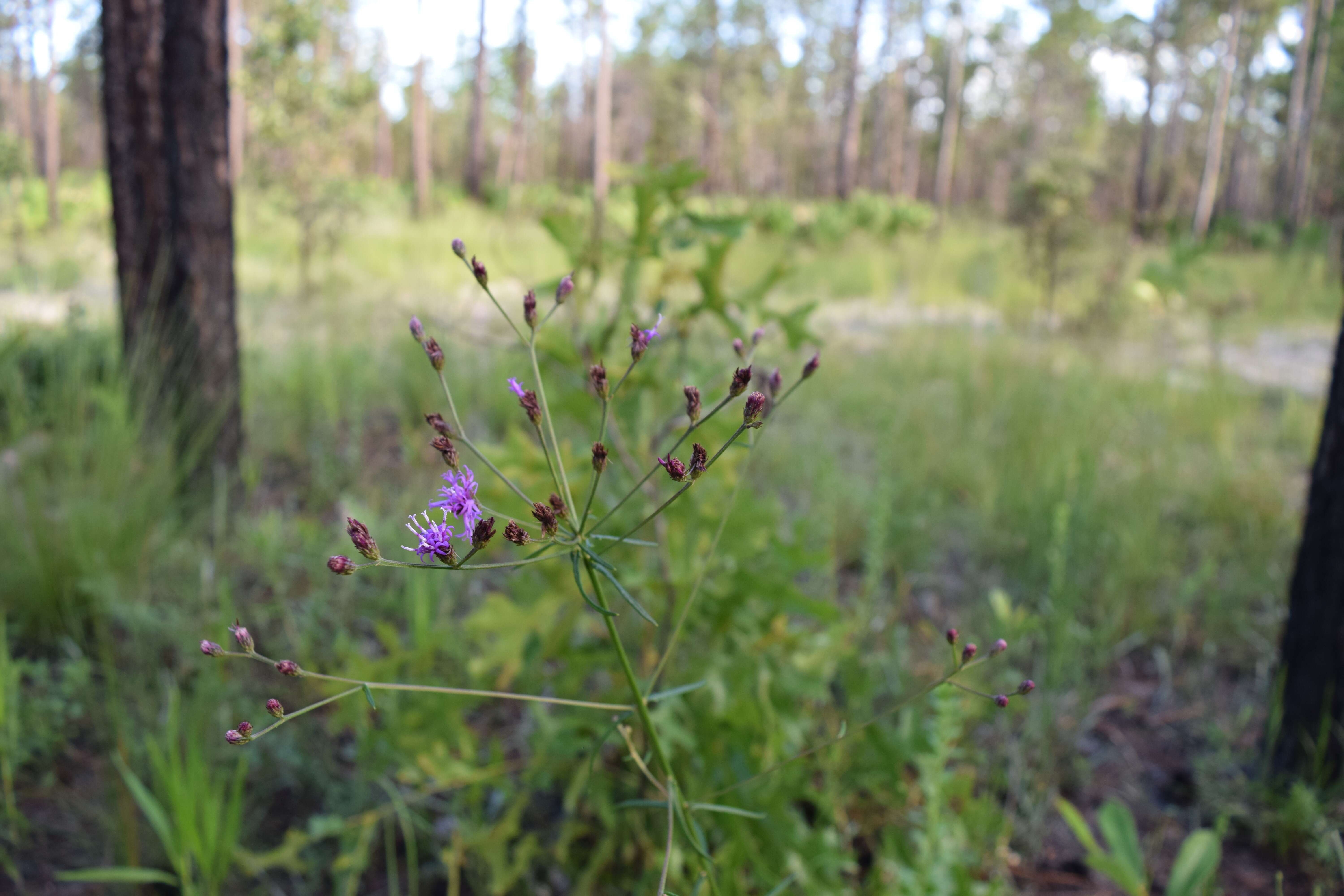 Image of ironweed