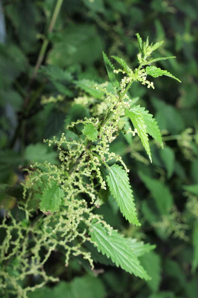 Image of nettle