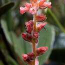 Image of Sinningia allagophylla (Mart.) Wiehler