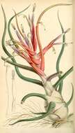 Image of bulbous airplant