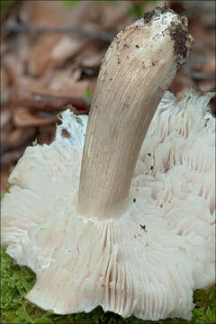 Image of Megacollybia