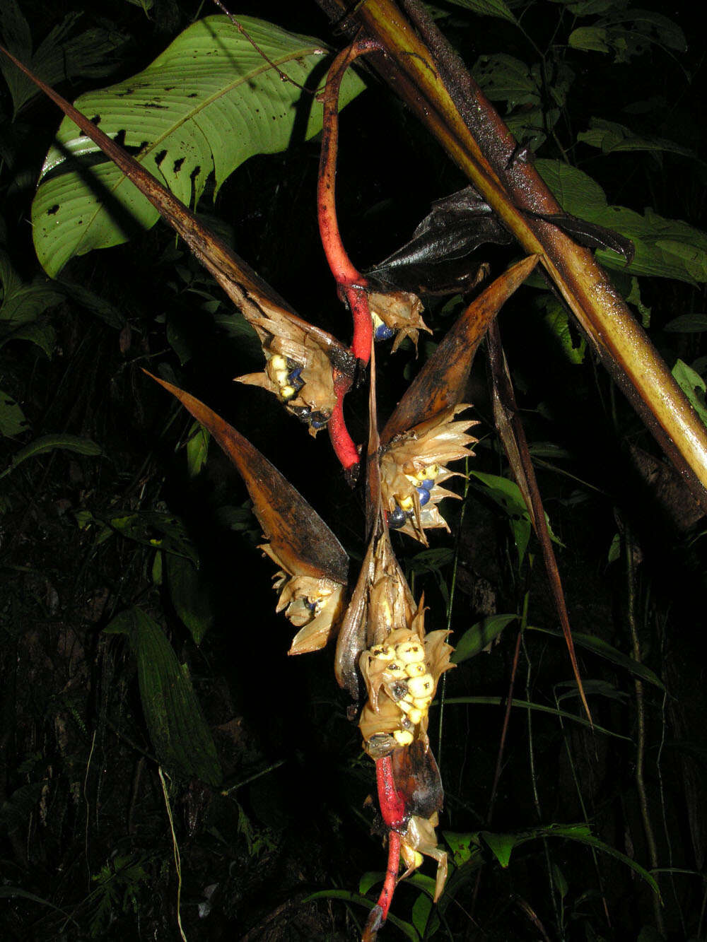 Image of Heliconia trichocarpa G. S. Daniels & F. G. Stiles