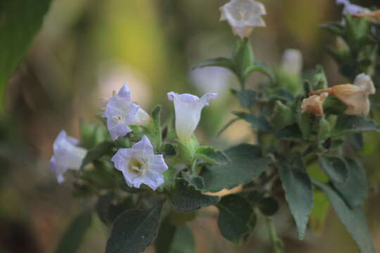 Strobilanthes resmi