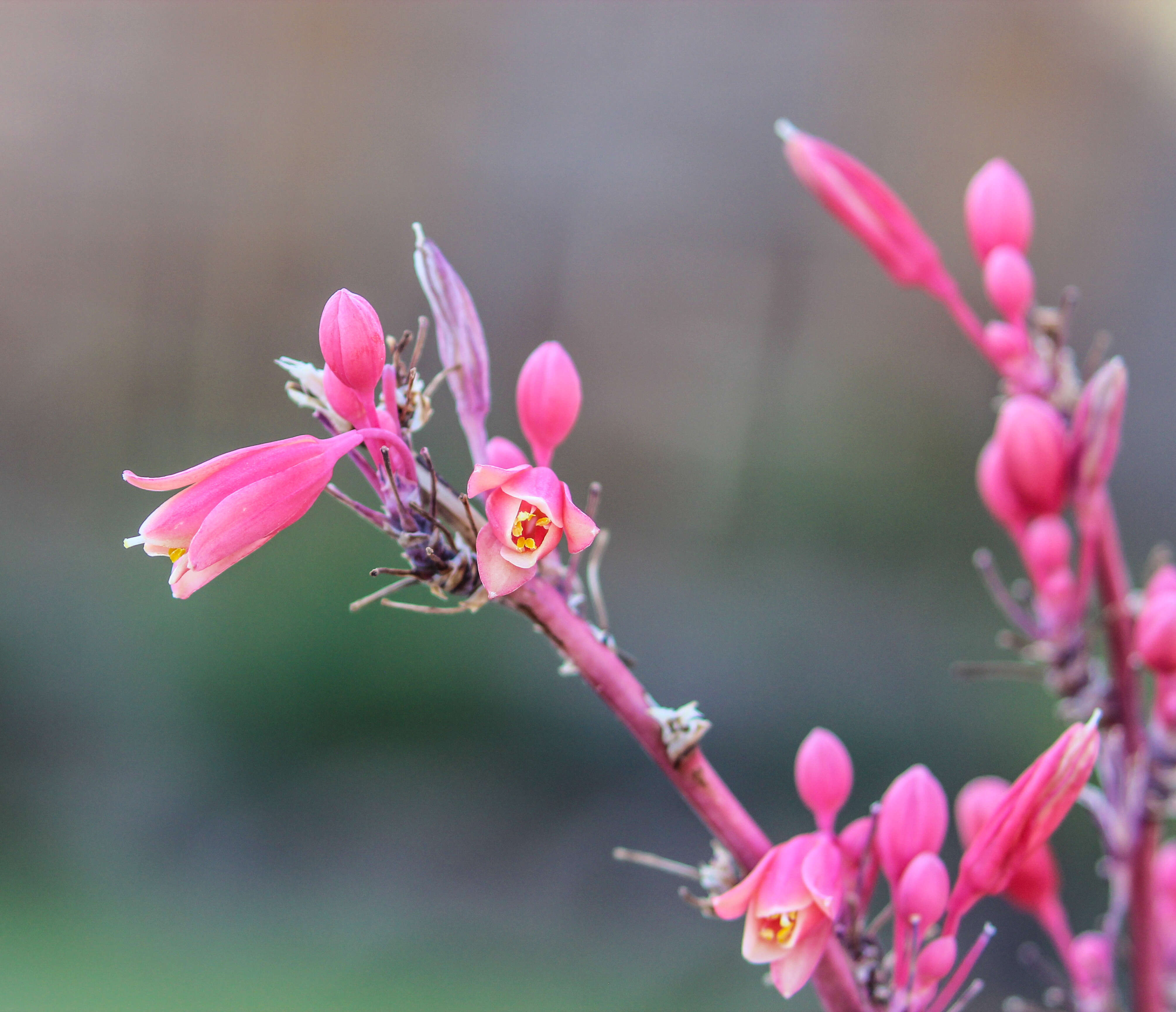 Image of false yucca