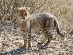 Image of Acinonyx Brookes 1828