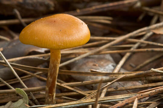 Image of Galerina