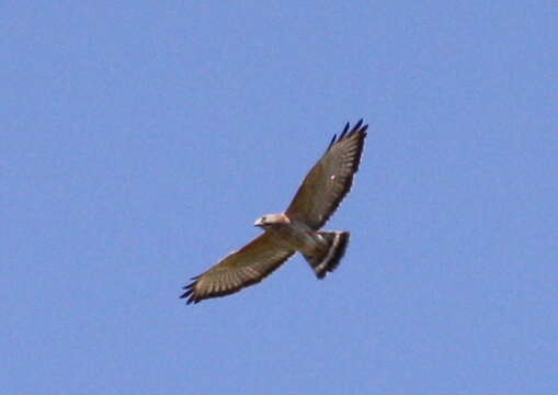 Image of Broad-winged Hawk