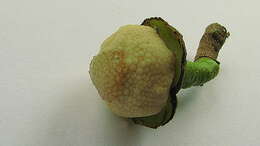 Image of Annona