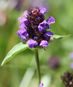 Image of common selfheal