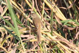 Image of Tawny-flanked Prinia