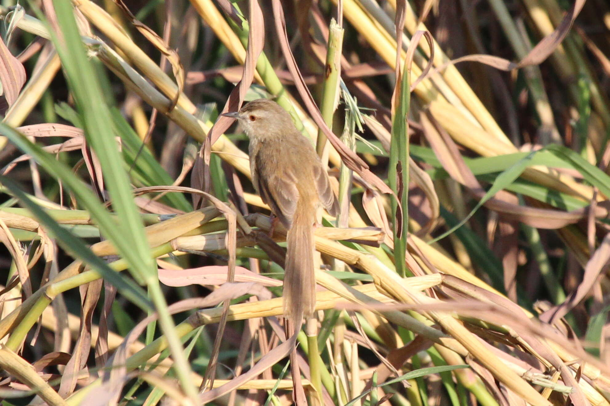 Image of Tawny-flanked Prinia