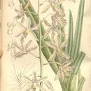 Imagem de Dipodium paludosum (Griff.) Rchb. fil.