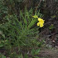 Image of Golden Trumpet or Buttercup Flower