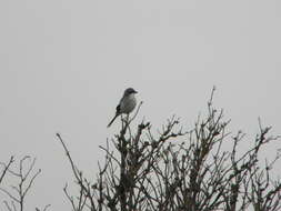 Image of true shrikes