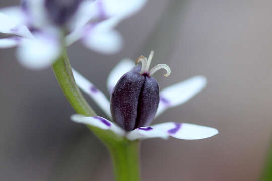 Sivun Wurmbea dioica (R. Br.) F. Muell. kuva