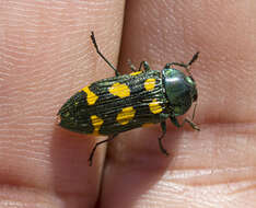 Image of Castiarina insculpta (Carter 1934)