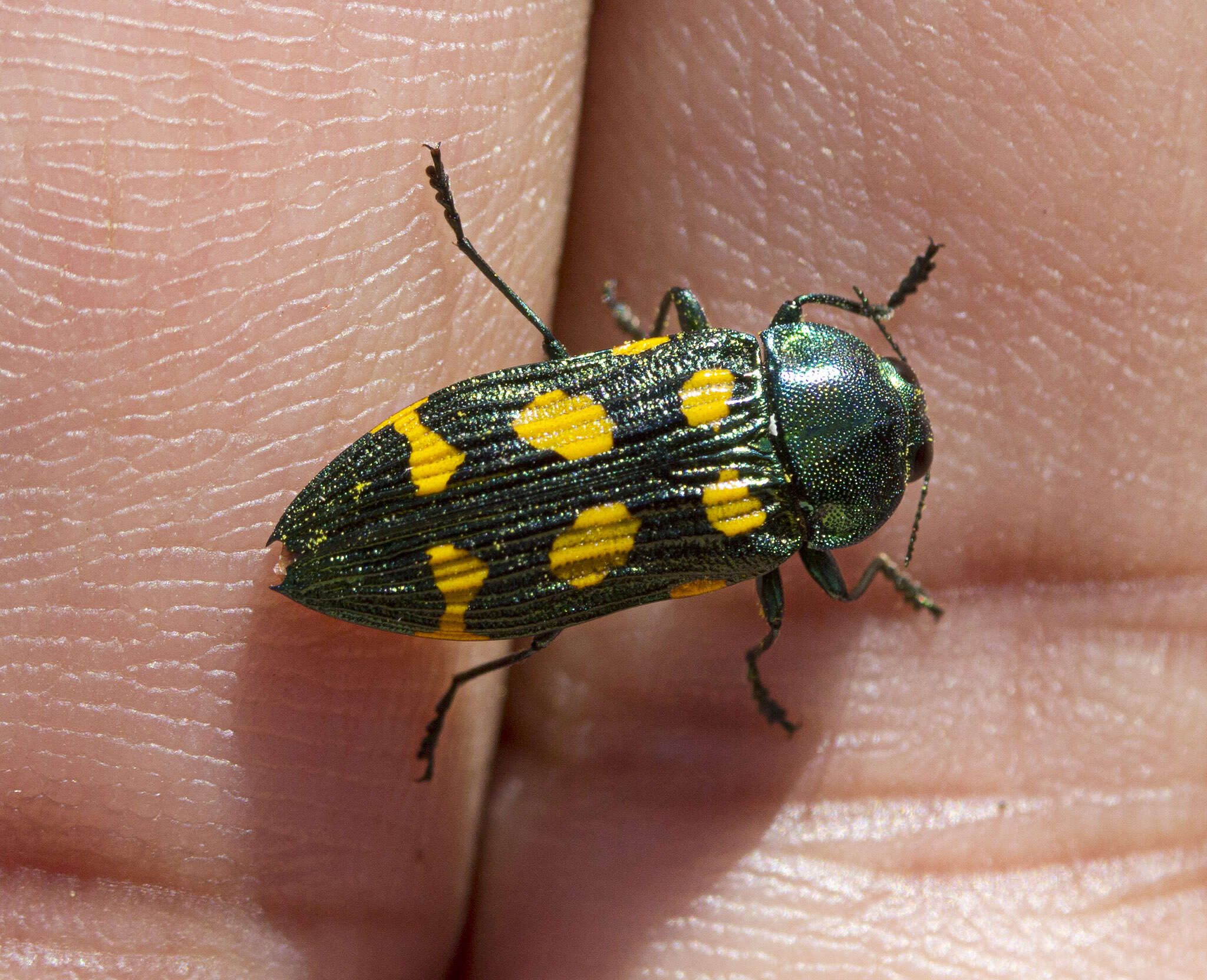 Castiarina insculpta (Carter 1934) resmi