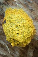 Image of Dog vomit slime mold