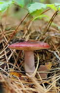 Image of Russula torulosa Bres. 1929