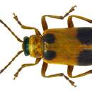 Image of Phyllobrotica quadrimaculata