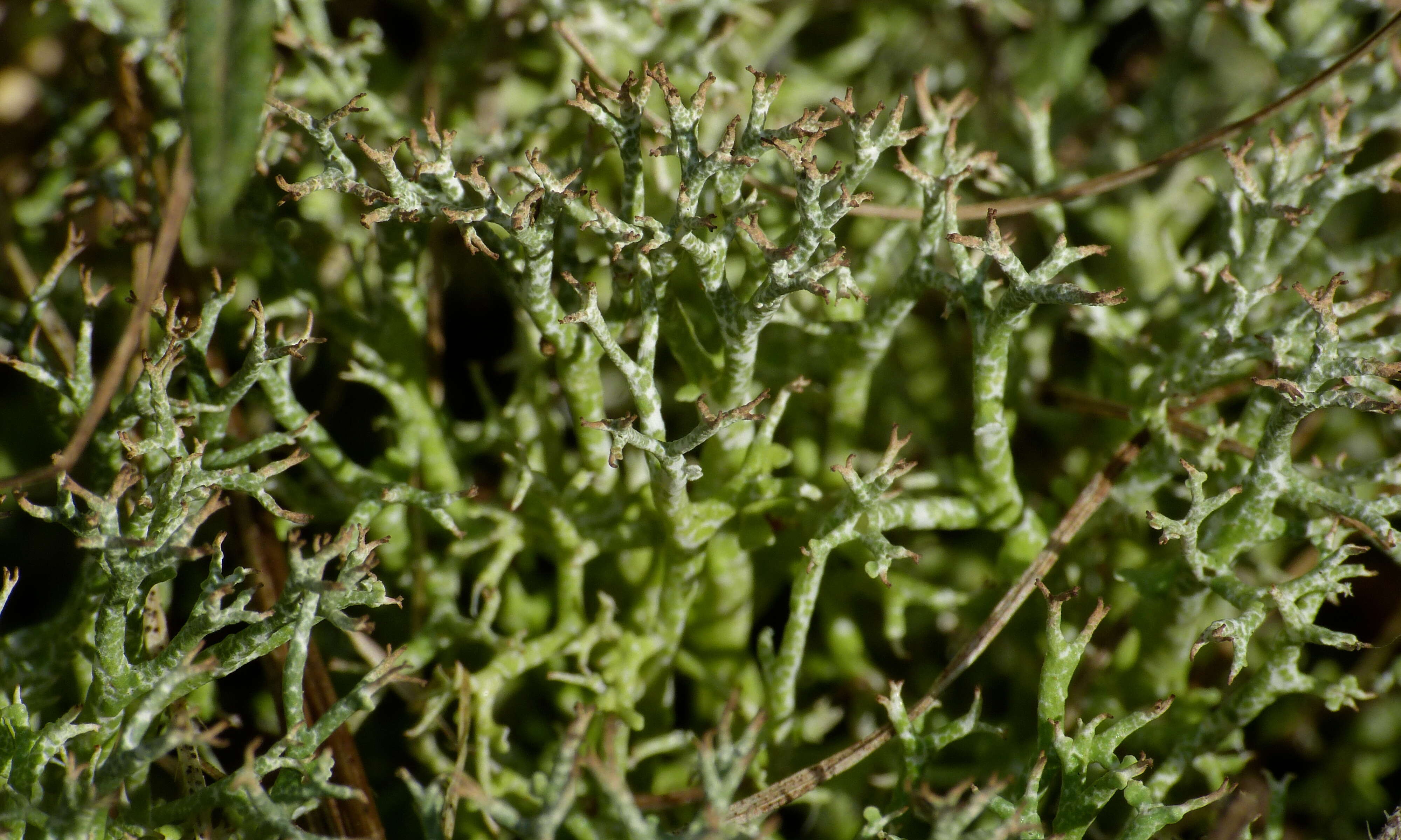 Image of Cladonia rangiformis