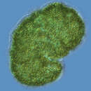 Microcystis botrys resmi