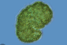 Image of Microcystis botrys
