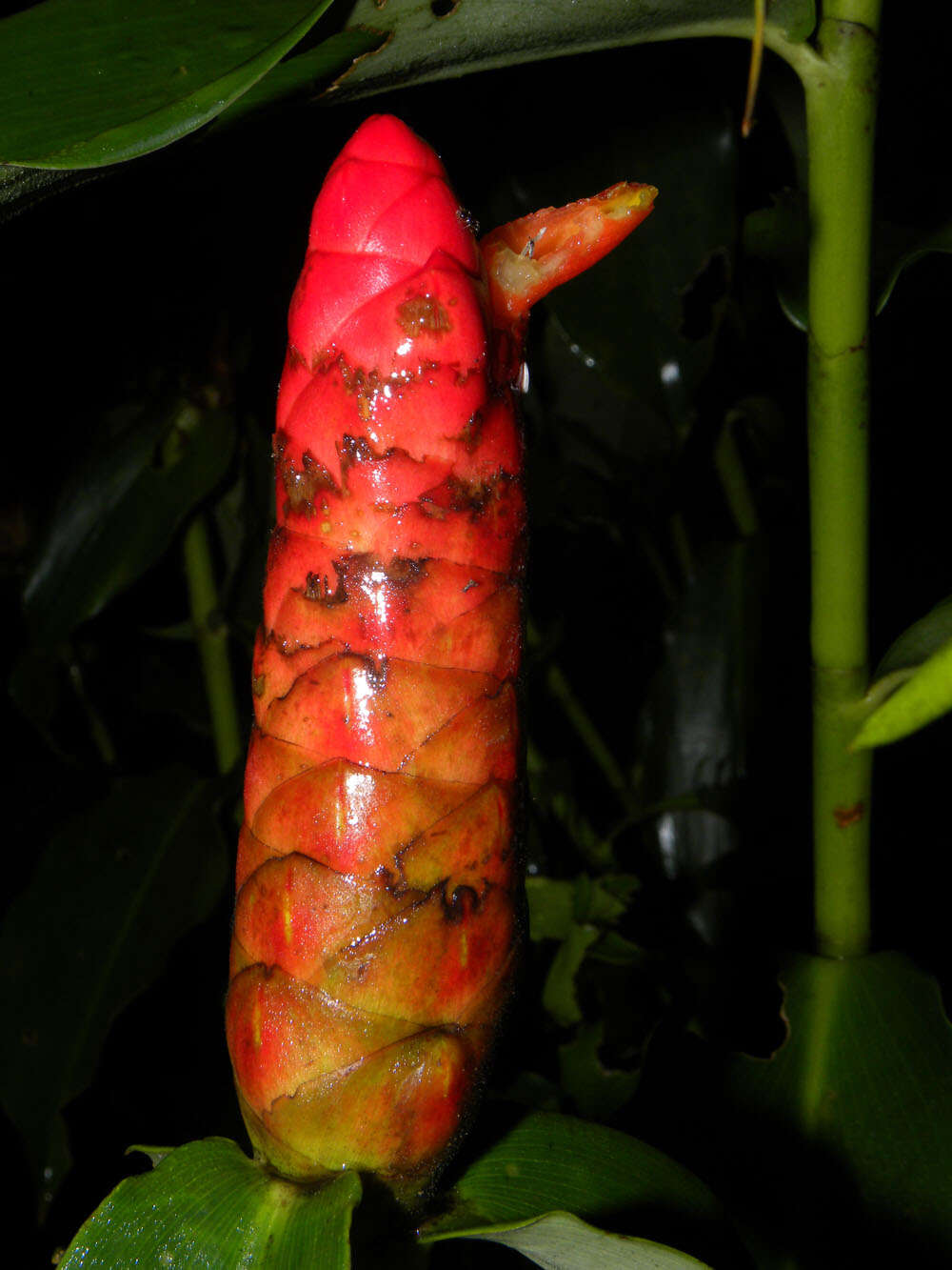 Image of Costus wilsonii Maas