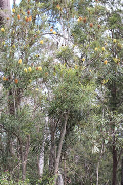 Image of northern banksia