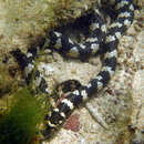 Image of Ijima's Sea Snake