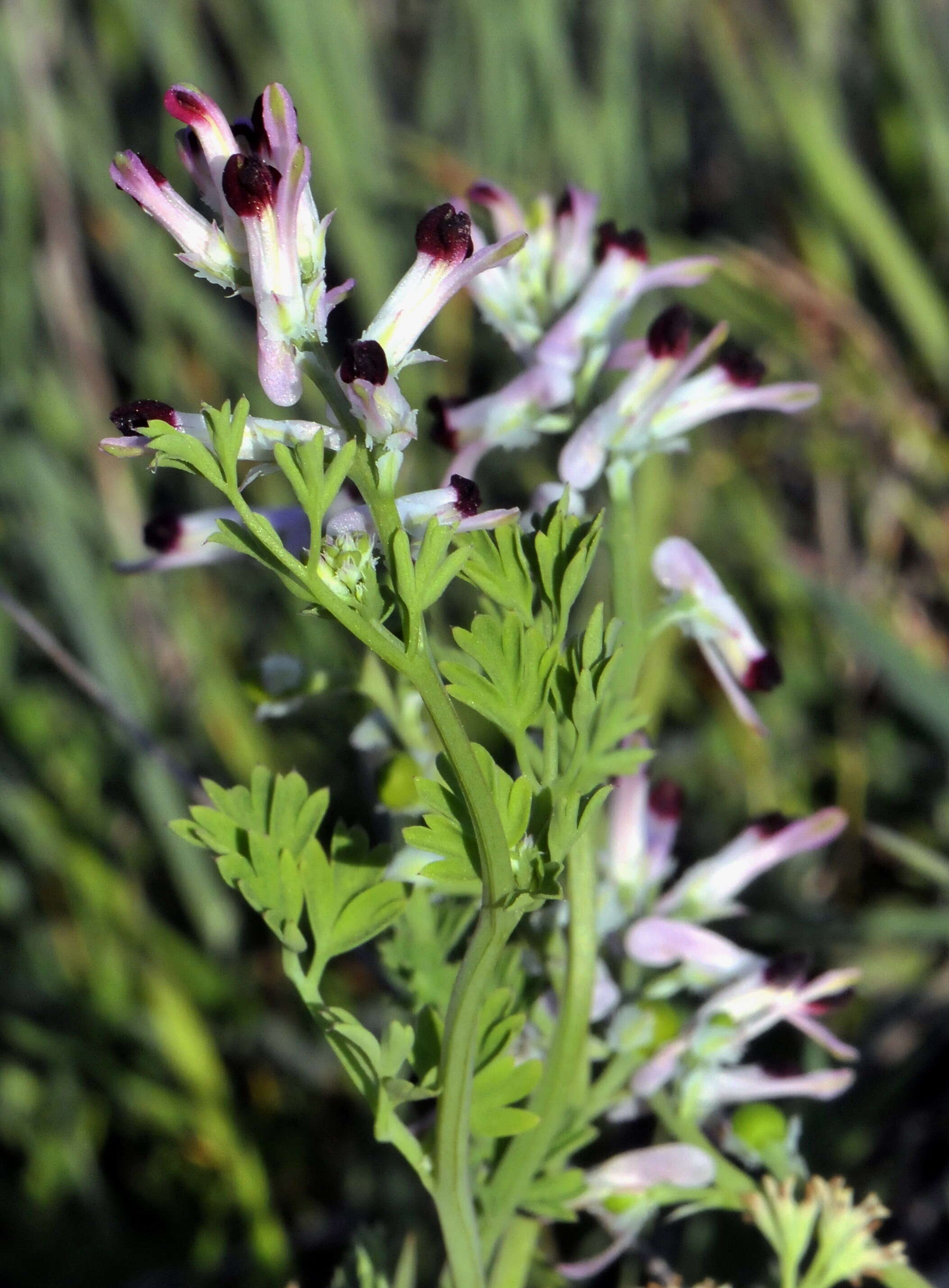 Image of Fumitory