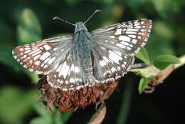 Image of Checkered-Skippers