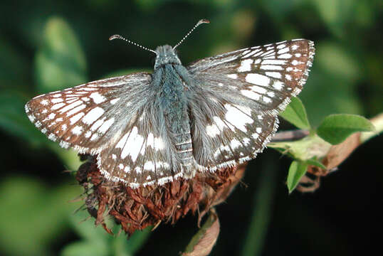 Image of Common Checkered Skipper