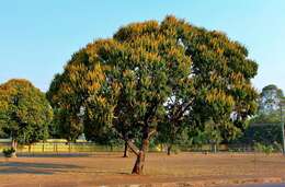 Image of Vochysia pyramidalis Mart.