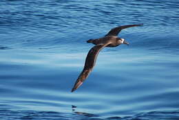 Image of North Pacific albatross