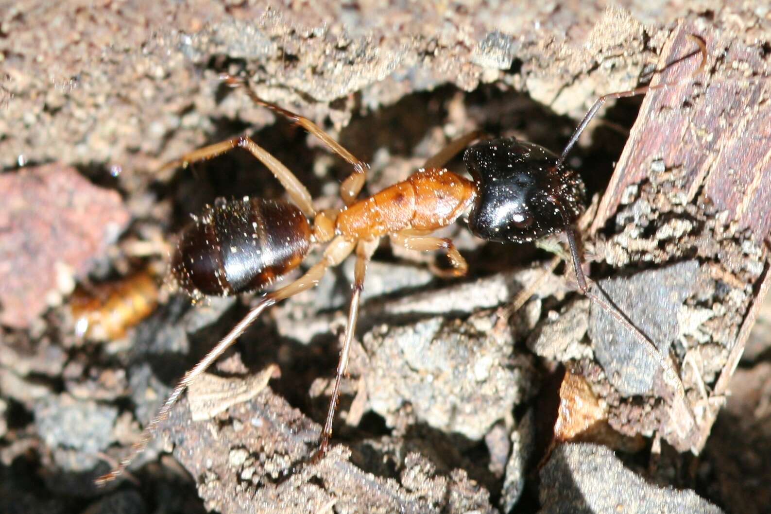 Image of Camponotus nigriceps (Smith 1858)