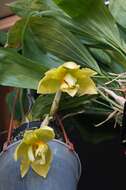 Image of Stanhopea orchid