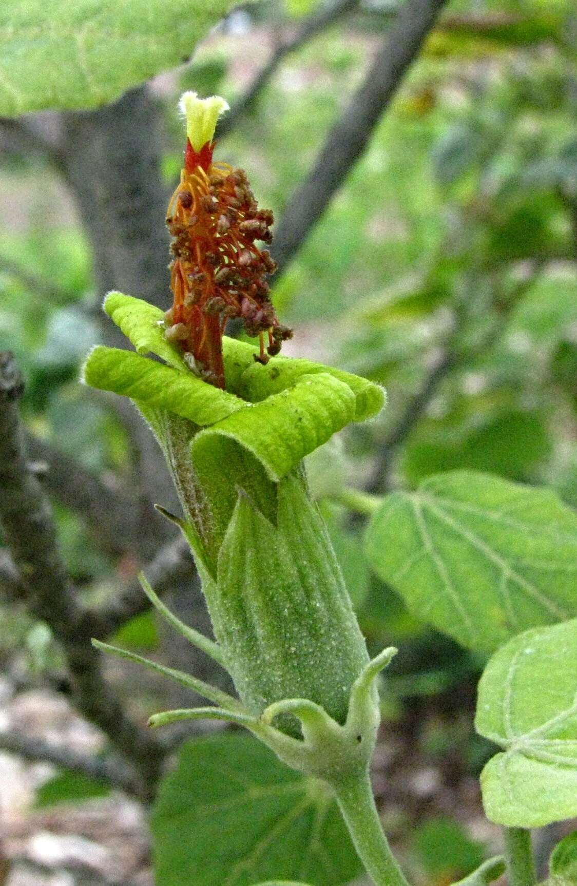 Image of hibiscadelphus