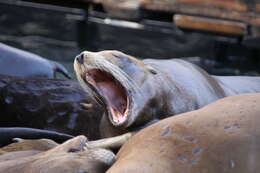 Слика од клифорниски морски лавови