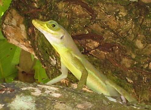 Image of Grenada tree anole