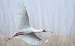 Image of Platalea Linnaeus 1758