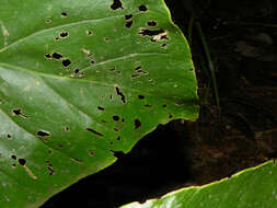 Image of Monstera dubia (Kunth) Engl. & K. Krause