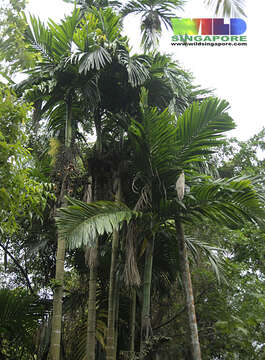 Image of betel palm