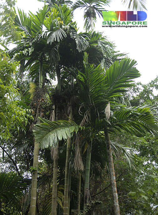 Image of Betel Nut Palms