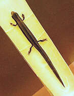 Image of Twin-striped Skink