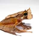 Image of Horned Marsupial Frog