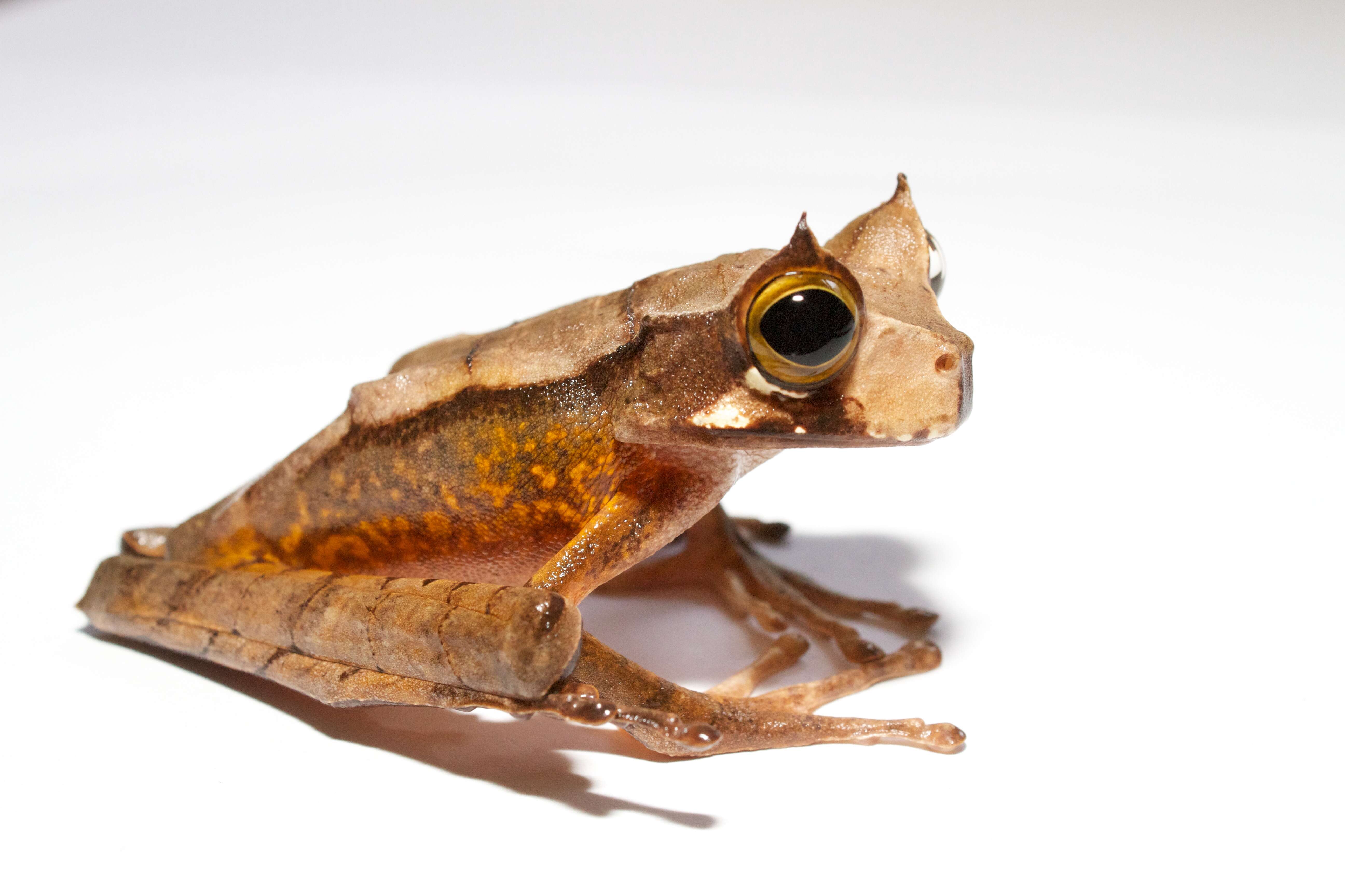Image of Marsupial Frogs