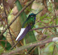 Image of White-tailed Starfrontlet