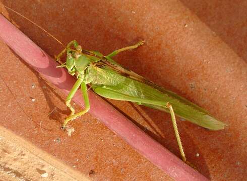 Image of katydid